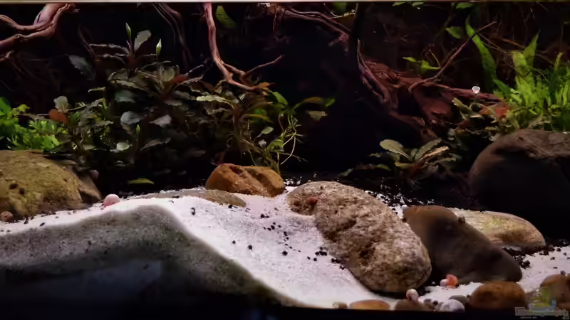 Hauptansicht Aquarium von Im Reich der Halbschnäbler und Pferdekopfschmerlen von Junglist (1)