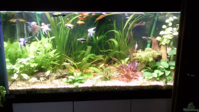 Hauptansicht Aquarium von im Wohnzimmer von ak1982 (1)