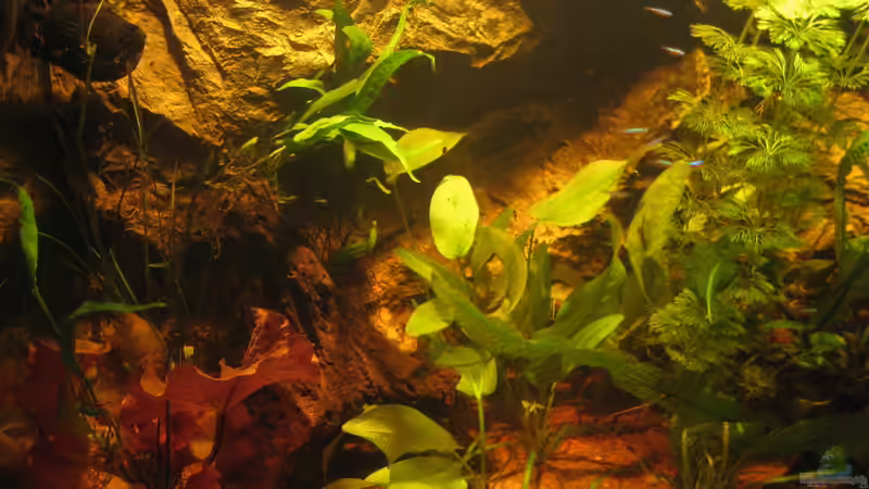 Hauptansicht Aquarium von Irgendwo im Amazonas von Fishfan (1)