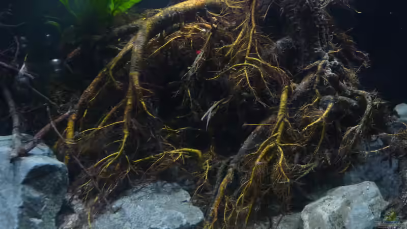 Hauptansicht Aquarium von Irgendwo in Asien von DerImperator (1)