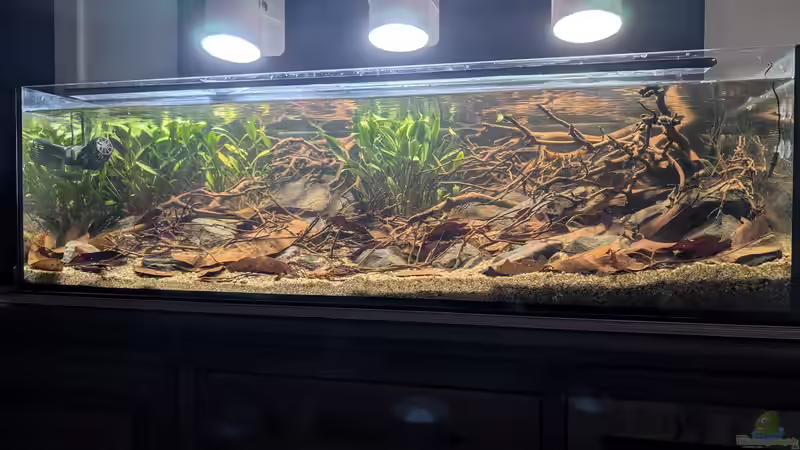Hauptansicht Aquarium von Irgendwo in Sri Lanka von GKR (1)