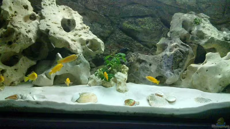 Hauptansicht Aquarium von It´s Mbuna time von Andre@ (1)