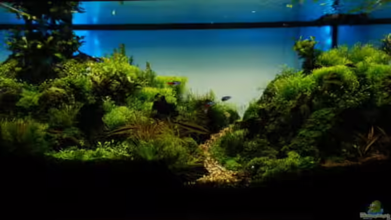 Hauptansicht Aquarium von JBL Setup 2017 von Scaper (1)