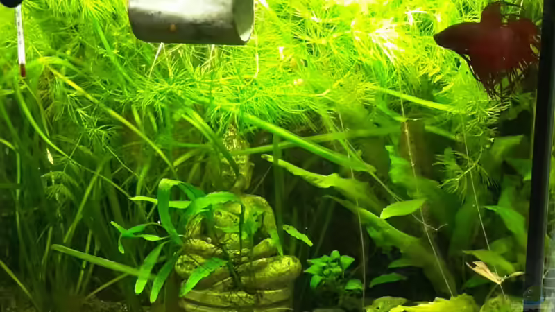 Hauptansicht Aquarium von Johnny´s Cube (existiert leider nicht mehr) von Opodeldok (1)