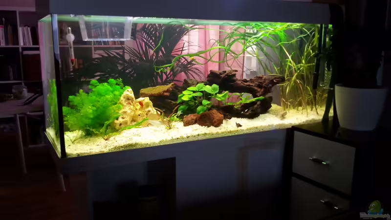 Hauptansicht Aquarium von juwel 240l von mstard (1)