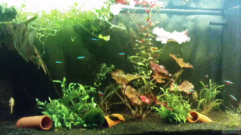 Hauptansicht Aquarium von Juwel-aquarium Rio 240 von Die Hängenden Gärten (1)