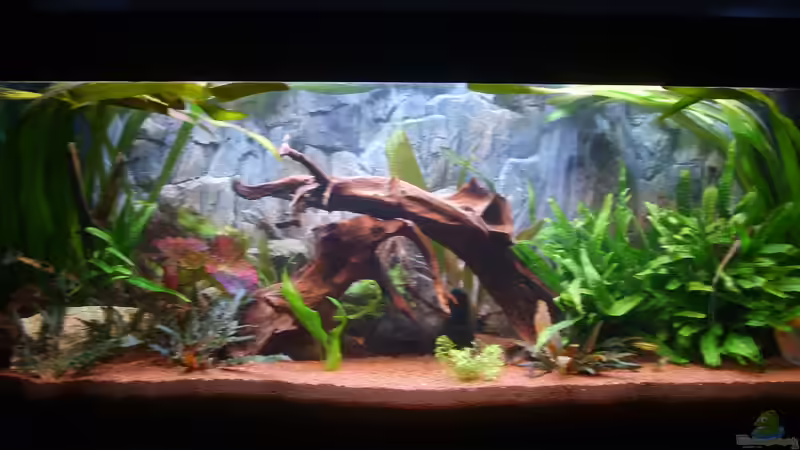 Hauptansicht Aquarium von Juwel Aquarium von andee (1)