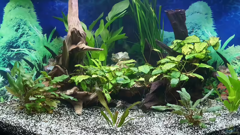 Hauptansicht Aquarium von Juwel Eckaquarium von Ronald Schultze (1)