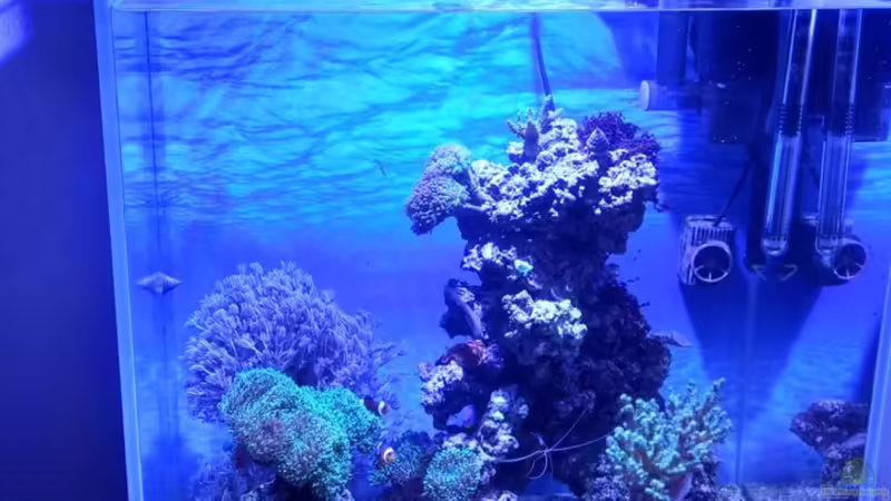 Hauptansicht Aquarium von Juwel Lido 120 MEERWASSER Umabau von Micha73 (1)