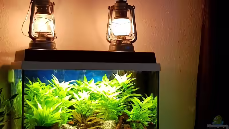 Hauptansicht Aquarium von Juwel primo 60 nur noch Beispiel von Peter Peter (1)