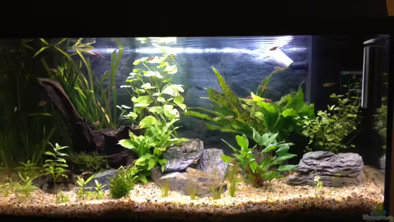 Hauptansicht Aquarium von Juwel Rekord 800 von ulli85 (1)
