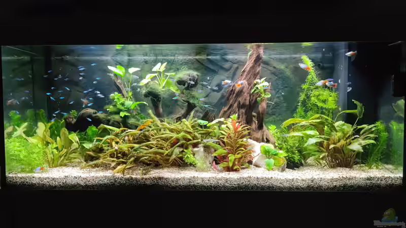 Hauptansicht Aquarium von Juwel Rio 240 von DirtyD.