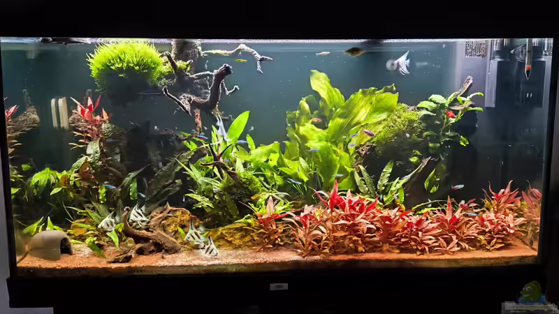 Hauptansicht Aquarium von Juwel Rio 300 von Ralf Bercke (1)