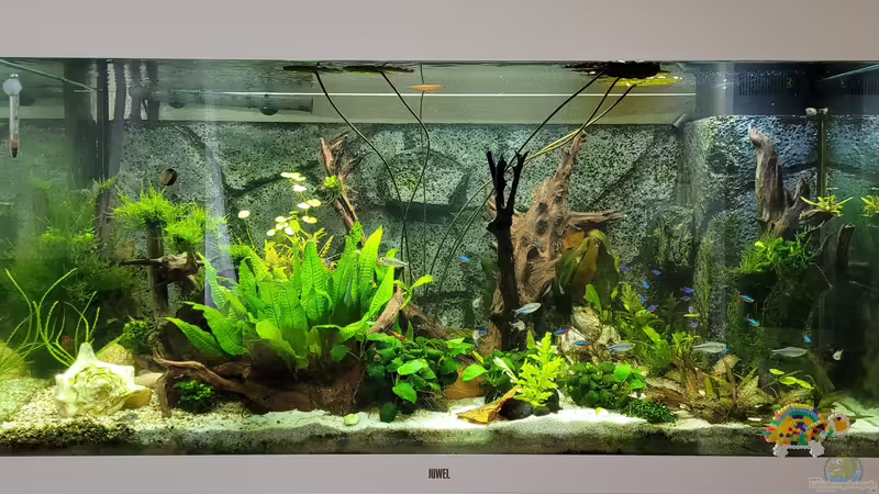 Hauptansicht Aquarium von Juwel RIO 350 von Aquapapi (1)