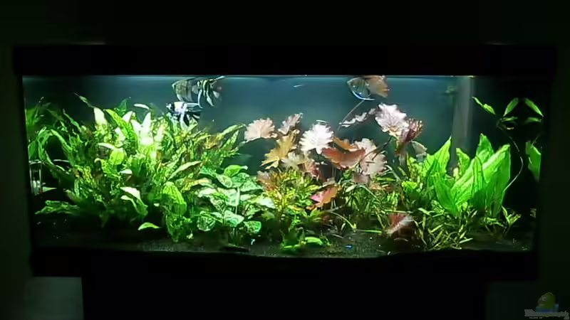 Hauptansicht Aquarium von Juwel Rio 400 von Steffen66 (1)