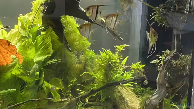 Hauptansicht Aquarium von Juwel Rio 450 von Mika (1)