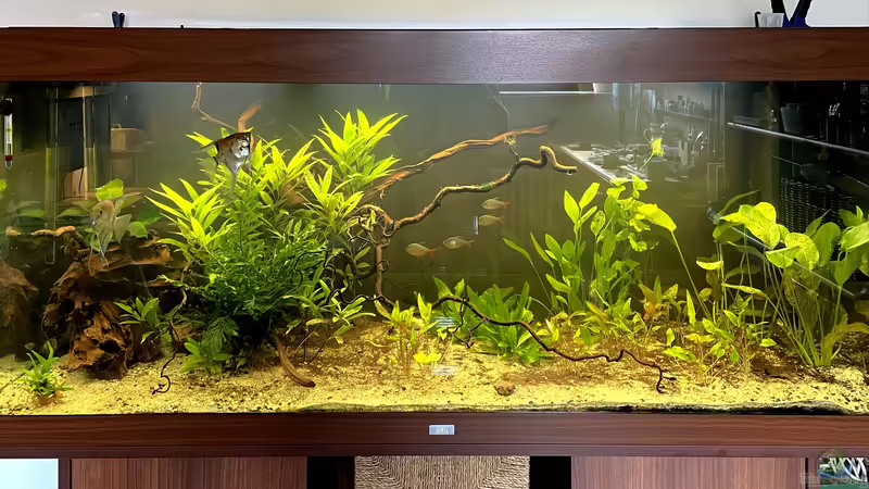 Hauptansicht Aquarium von JUWEL RIO 450 von Vty (1)