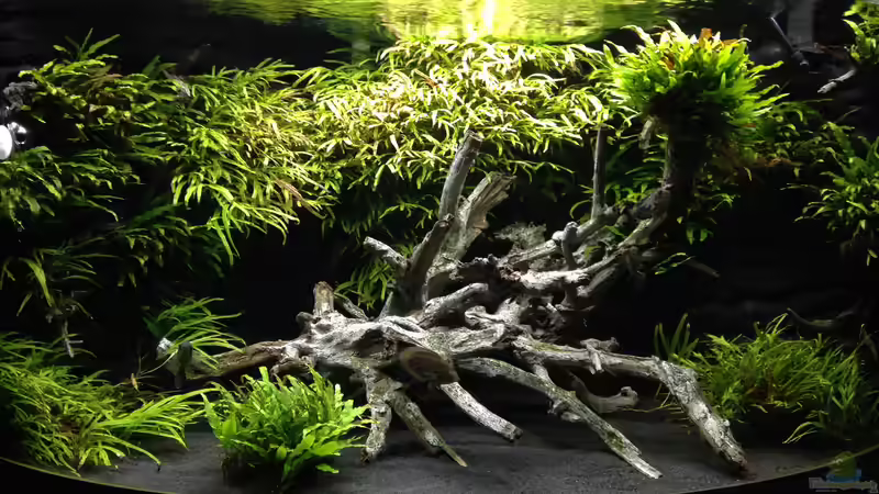 Hauptansicht Aquarium von Juwel Trigon 350 von K.S. (1)