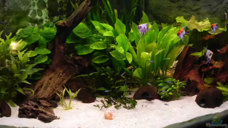 Hauptansicht Aquarium von Juwel Trigon 350 von Maximilian Grund (1)