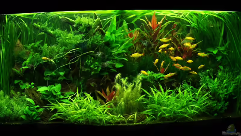 Hauptansicht Aquarium von Juwel Vision 260 von Danne86 (1)