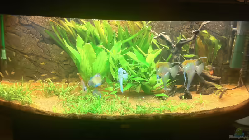 Hauptansicht Aquarium von Juwel Vision 450 von Jan.K (1)