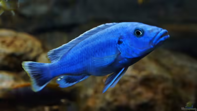 Hauptansicht Aquarium von Kaskazini´s Tank von dagloa (1)