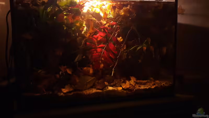 Hauptansicht Aquarium von Kasumi von Leo-FAN (1)