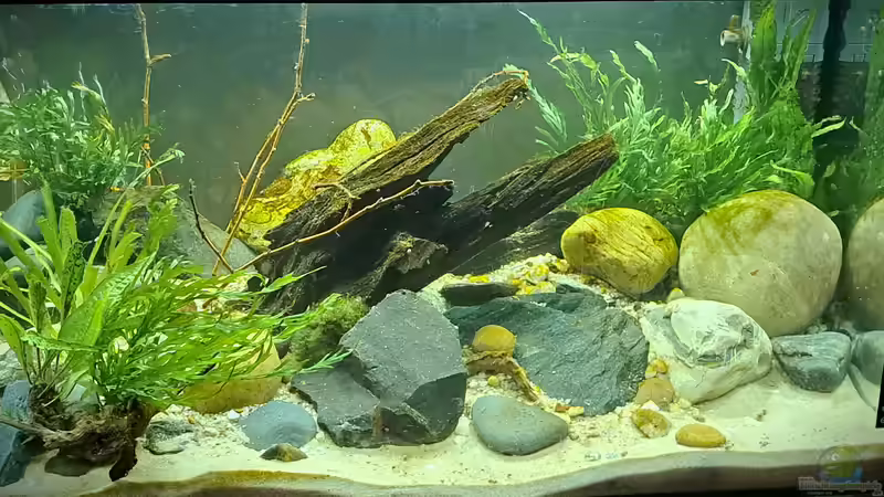 Hauptansicht Aquarium von Kinabalu Hillstream Loaches von okefenokee (1)