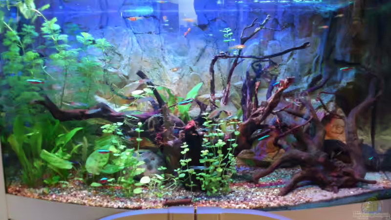 Hauptansicht Aquarium von klein aber fein von Kai Kern (1)
