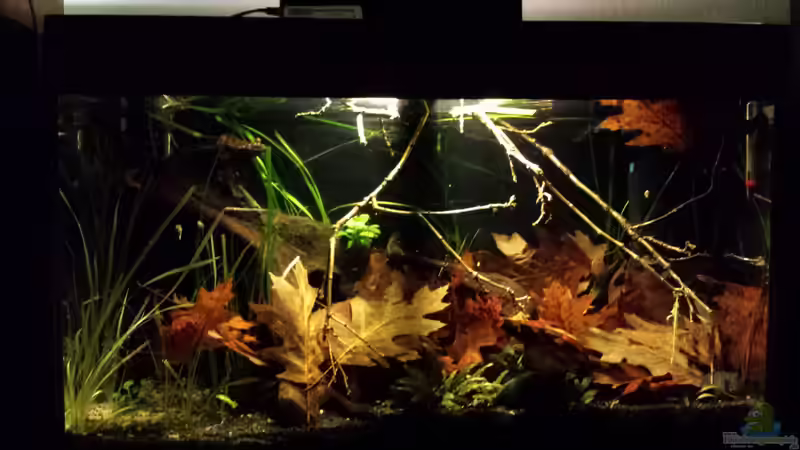 Hauptansicht Aquarium von Kleine Amerika Räuberwelt von NRW (1)