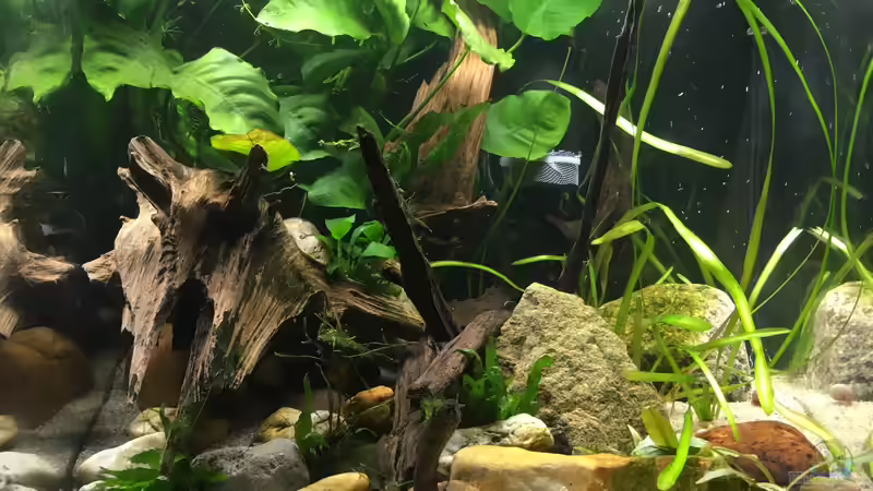 Hauptansicht Aquarium von Kleine Geröllhalde von Harald Kästner (1)