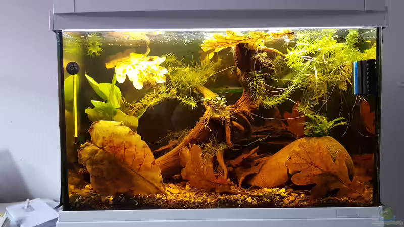 Hauptansicht Aquarium von Kleiner südamerikanischer Bach von Max Latinski (1)