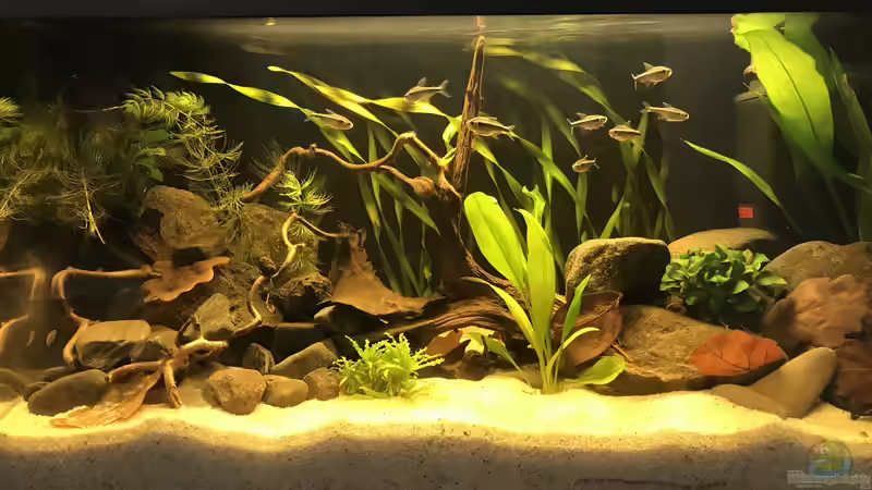 Hauptansicht Aquarium von Kleines Amazonasbecken von MaFu (1)