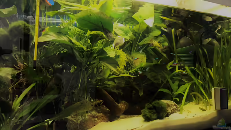 Hauptansicht Aquarium von kleines grün  (Becken wird aufgelöst) von Raven887 (1)