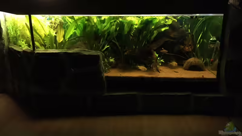 Hauptansicht Aquarium von Kleines Stück Südamerika von Enzio (1)
