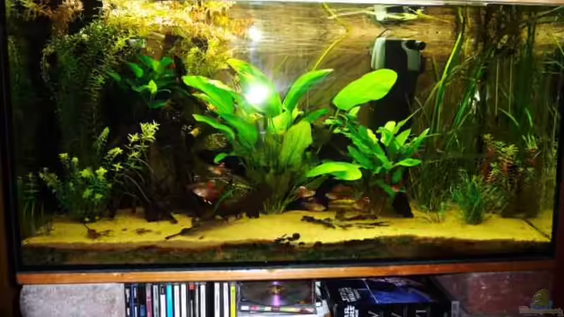 Hauptansicht Aquarium von Kleines Südamerika --wurde aufgelöst--- von Stefan J. (1)