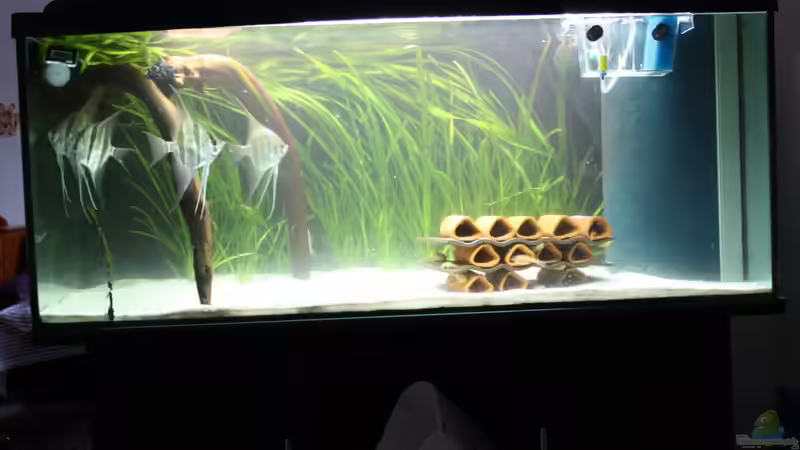 Hauptansicht Aquarium von Kleines Südamerika von Panda (1)