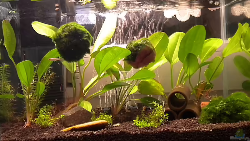 Hauptansicht Aquarium von kleines Wirbellosenbecken von Marci (1)