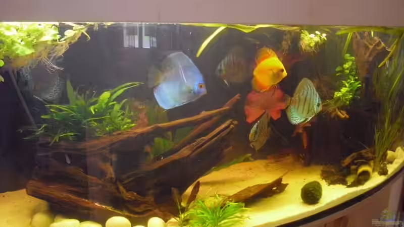 Hauptansicht Aquarium von Knutis Kumpels / Südamerika von nemo0109 (1)