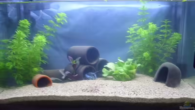 Hauptansicht Aquarium von Krebsbecken von TheLegacy94 (1)