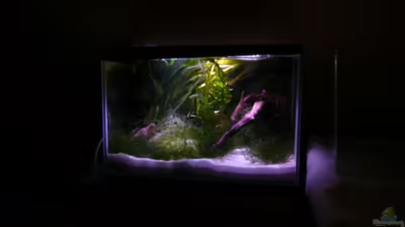 Hauptansicht Aquarium von Krebse Aufzucht II von Cichlid Power (1)