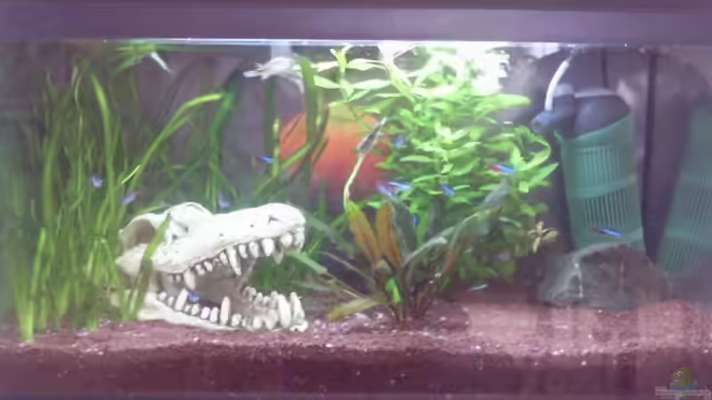 Hauptansicht Aquarium von Kugelfische aufgelöst von ~Danny~ (1)