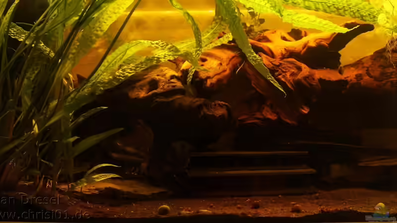 Hauptansicht Aquarium von L 134 Artenbecken von chrisi01 (1)