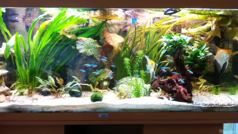 Hauptansicht Aquarium von Laguna Conococha von Matze M. (1)