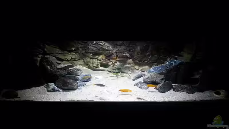Hauptansicht Aquarium von Lake Tanganyika (Rock zone) von Bitman (1)