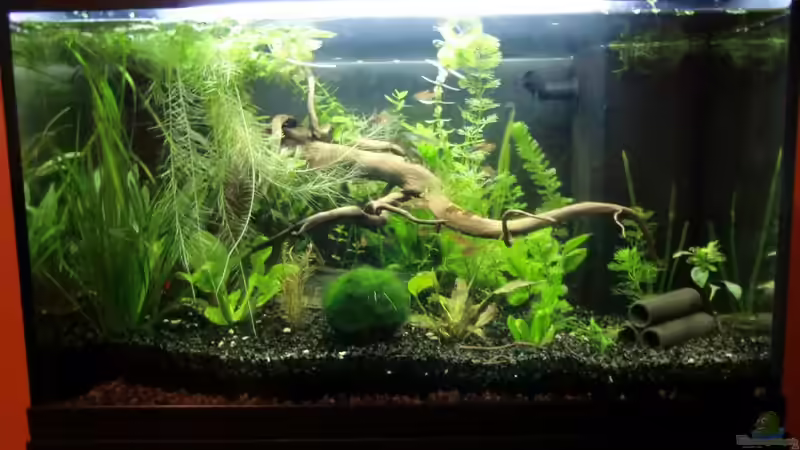 Hauptansicht Aquarium von Land of Jungle von kili (1)