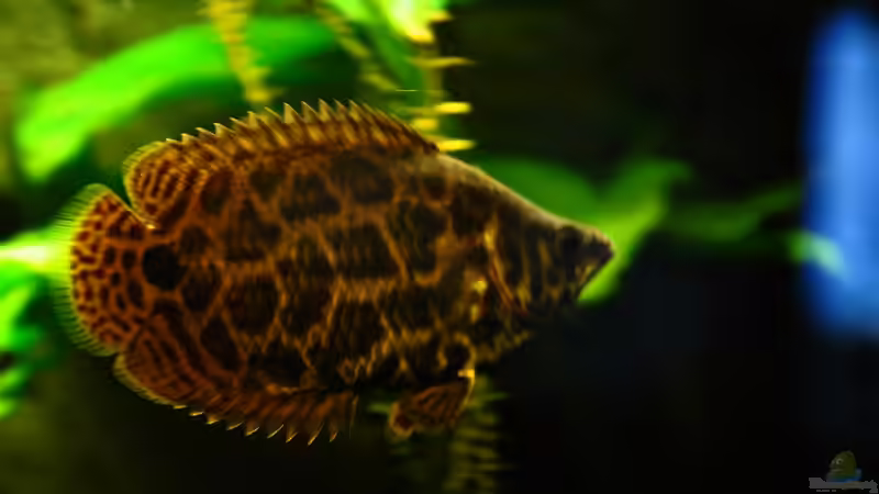 Hauptansicht Aquarium von Leopard Buschfisch Becken von Der Buschfisch (1)