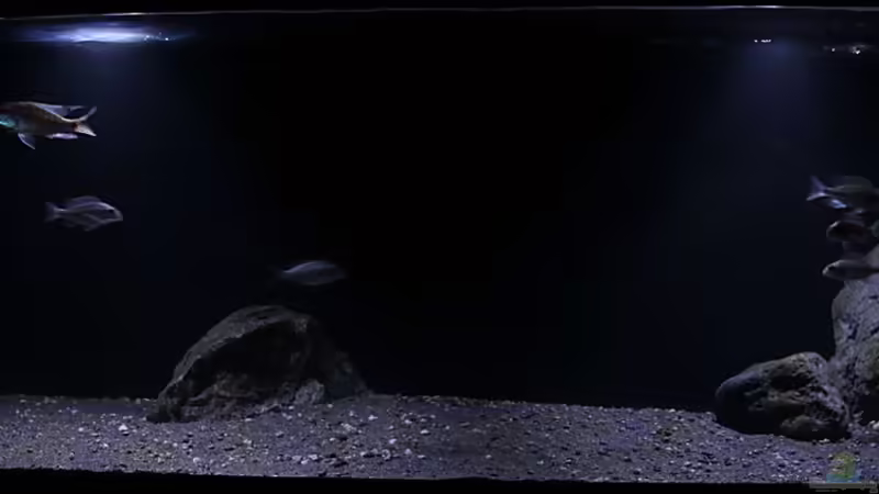 Hauptansicht Aquarium von Lethrinops Buddelkiste (nur noch als Beispiel) von Sebastian O. (1)