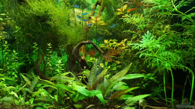 Hauptansicht Aquarium von Lido 120 von Guido Seifert (1)