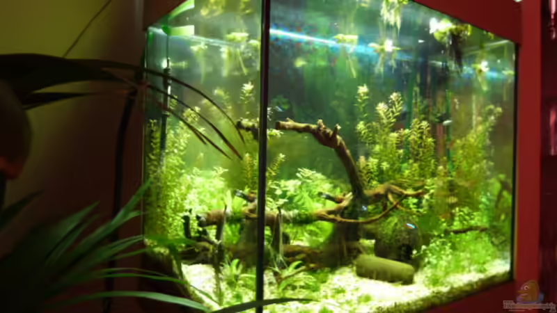 Hauptansicht Aquarium von Lido 120 von mucki (1)
